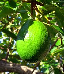 File Avocado On Tree In Bermuda Jpg Wikimedia Commons Avocado Oil Vs Olive Oil Cooking Avocado Cooking With Olive Oil