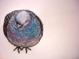 Watercolour Pink Pigeon Bird Art Animal Art Birds Painting