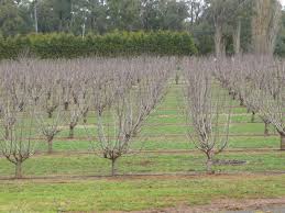 If you have an older tree that has got away from you, cut back about 1/4 to 1/3 of the runaway growth each spring so that you will get a decent crop. Climate Change What It Means For Fruits Pursuit By The University Of Melbourne