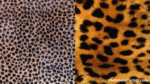 Difference between cheetah and leopard print. Major Difference Between Cheetah And Leopard A Complete Factslifetime Safaris
