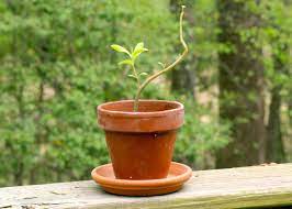 What many people don't realize is that these standard practices of killing ginseng during harvest weren't always like this. How To Grow Ginseng At Home Hgtv