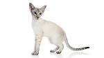 Colorpoint Shorthair Cat Breeders and Information