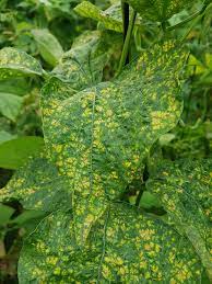 Resistant varieties may show slight symptoms, and then outgrow the problem. Saillog Bean Golden Mosaic Virus