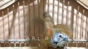 Maybe you would like to learn more about one of these? Suara Pancingan Burung Tepus Pipi Perak Muda Youtube