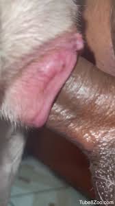 Aroused man sticks whole cock in a dogs wet pussy