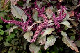 Image result for Amaranthus praetermissus