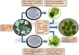 Image result for Actiniopteris pauciloba