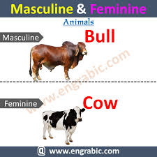 Masculine And Feminine Gender List In 2020 Masculine And Feminine List Masculine Masculine Feminine