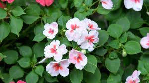 Image result for Impatiens wallerana