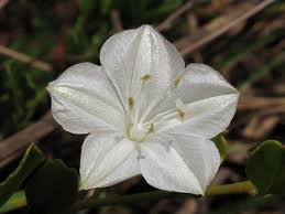 Image result for Jacquemontia paniculata