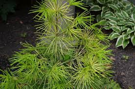Umbrella Pine A Conifer Collector S Dream Plant What Grows There Hugh Conlon Horticulturalist Professor Lecturer And Gardener
