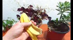 banana l fertilizer for any plants