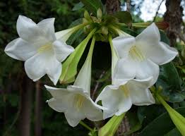 Image result for Limosella grandiflora
