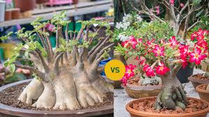 Image result for Adenium