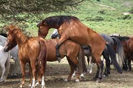 How Do Horses Mate Horse Reproduction