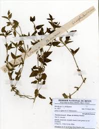 Image result for Torenia thouarsii