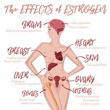 Image result for Estrogen