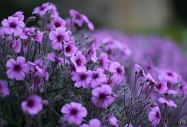 Get inspired by our curated range of living room wallpapers. Violet Flower Wallpapers Top Free Violet Flower Backgrounds Wallpaperaccess