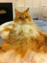 24 Problems Only Hairy Guys Will Understand Orange Tabby Cats Cats Unique Cats