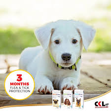 Plaintiff valerie palmieri says she paid just under $50 for one bravecto chewable tablet to treat her 78 pound german shepherd jake for fleas and ticks. Cooper K Brands On Twitter Tired Of Watching Your Puppies Suffer From Fleas Choose Bravecto It Is Safe For Puppies From 8 Weeks Of Age And Ensures Protection That Lasts 12 Weeks