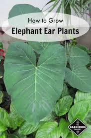 Planting potted elephant ear plants in the garden: How To Grow Elephant Ear Plants And Care For Them Gardening Channel