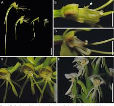 Image result for Habenaria epipactidea