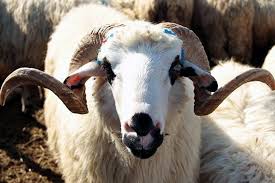 Diyanet Vekalet Yoluyla Kurban Kesim Bedelini Acikladi Kambing
