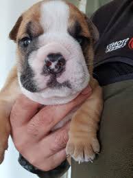 British bulldogs rarely bark but snore, snort, wheeze, grunt, and snuffle instead. This Is One Of Our 3 Week Old English Bulldog Puppies Harvey Yes He Has A Heart On His Nose Aww
