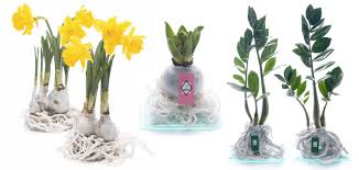 Plus, the bulb looks pretty even before it blooms thanks to the holiday colors and. New Plants Launched With No Compost Roots In Wax