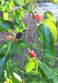 See more ideas about mulberry fruit, mulberry, mulberry tree. Mystery Tree Learning About An American Classic Under The Solano Sun Anr Blogs