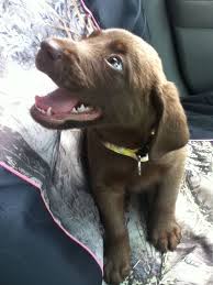 The cheapest offer starts at £600. My 7 Week Old Chocolate Lab Daisy Cute Animal Pictures Chocolate Labrador Retriever Puppies