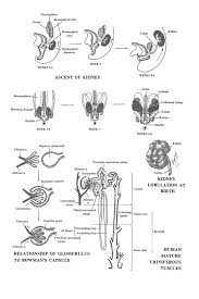 The Urinary Or Excretory System The Definitive Kidney Image 1 Coloring Pages Inspirational Coloring Pages Color Worksheets