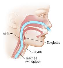 Laryngomalacia (lm) is the most frequent cause of noisy breathing in infants and children. Cuando Su Hijo Tiene Laringomalacia Mhealth Org