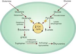 Currently, 10 inherited cancer susceptibility syndromes are based on multiple natural history studies done at the national cancer institute, the standard of care for timing of resection of renal cancer in. Renal Cell Carcinoma For The Nephrologist Kidney International