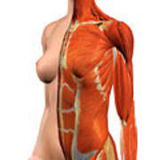 When they contract, the accessory muscles of inspiration lift up the breastbone, upper ribs and collarbones. Female Chest And Abdomen Muscles Split Photograph By Hank Grebe