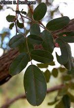 Image result for Bobgunnia madagascariensis
