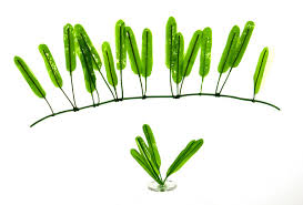 Image result for Halopegia