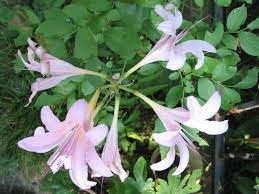 Lycoris Squamigera Wikipedia Long Stem Flowers Perennial Garden Plants