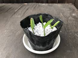 イースターカクタスの植え替えと育て方 Hanana Tree