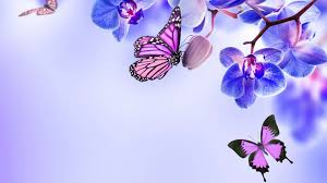 Purple wallpaper butterfly wallpaper galaxy wallpaper wallpaper backgrounds purple love all things purple shades of purple purple stuff purple rain. Purple Butterfly Desktop Wallpaper 2021 Cute Wallpapers