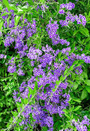 We did not find results for: Duranta Erecta Monaco Nature Encyclopedia