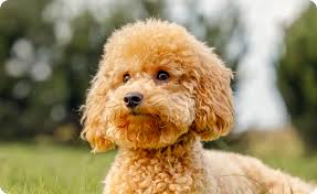 Image result for poodle