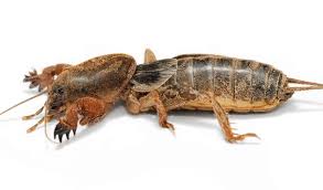 Mole Cricket
