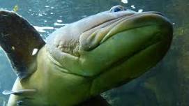 Eco Explorers/Eco Discoverers Aquatic Critters