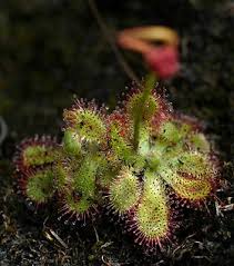 Image result for Drosera dielsiana