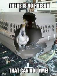 Freedom Funny Birds Funny Animal Pictures Funny Animals