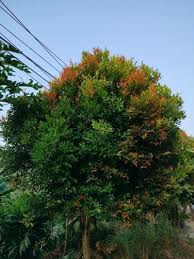 Image result for Syzygium niassense