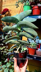 Image result for Crassula perfoliata