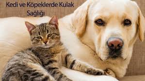 Kulak Temizligi Ve Onemi Kedilerde Evcil Hayvanlarda