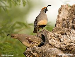 Annie B Images Arizona Sonoran Desert Animal And Bird Photographs Pet Birds Desert Animals Bird Dogs